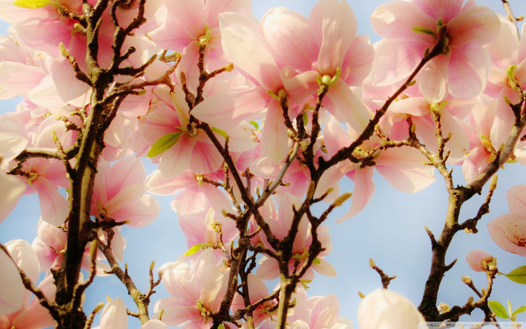 spongebob good shirt