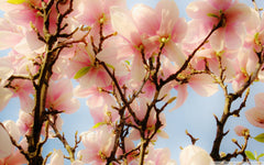 spongebob good shirt